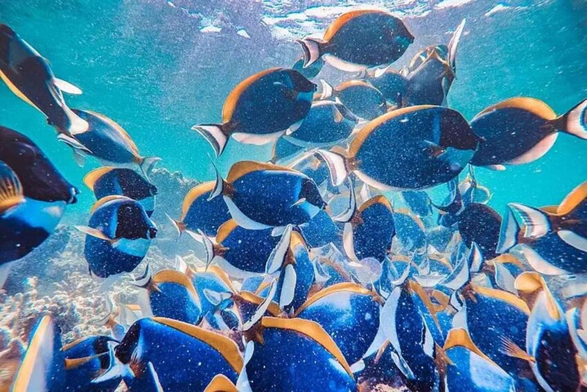 A school of blue and yellow fish swimming in the ocean. 3