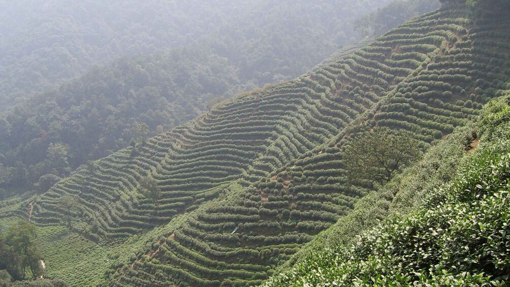 Picture 2 for Activity Suzhou: Yuyao Baishuichong Waterfall & Tea Trail Day Trip 3