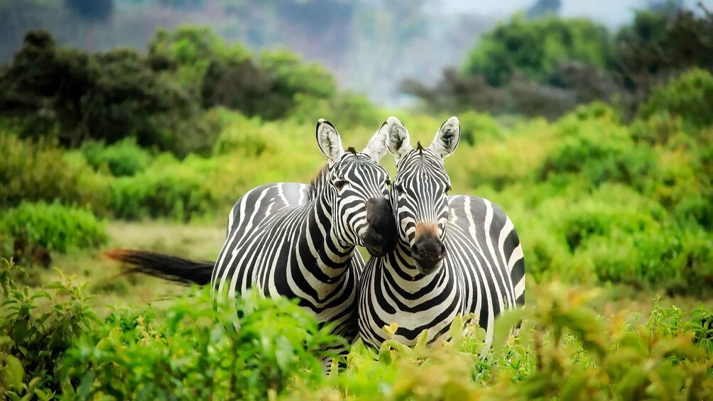 Two zebras standing in a grassy field with greenery in the background. 1