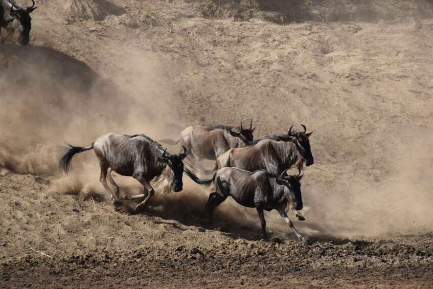 Wildebeests running across a dusty terrain. 4