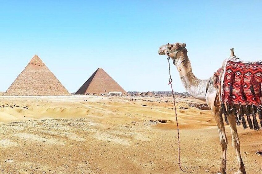 A camel in a desert with the pyramids in the background. 1