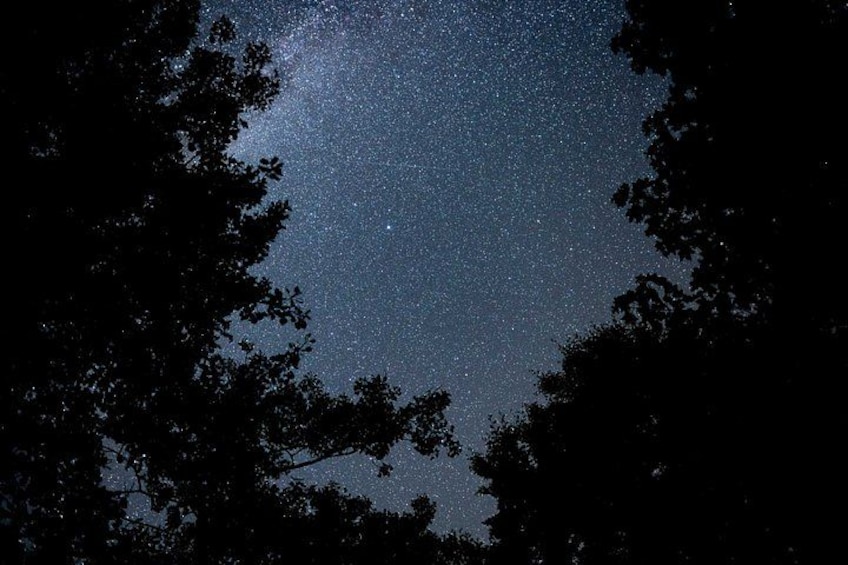 A starry night sky with visible stars and silhouettes of trees. 3