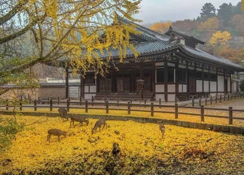 Perinteinen japanilainen rakennus, jossa on puinen aita, ja etualalla laiduntavia peuroja. 4