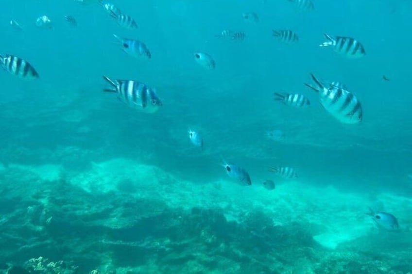 A school of striped fish swimming in clear blue water. 5