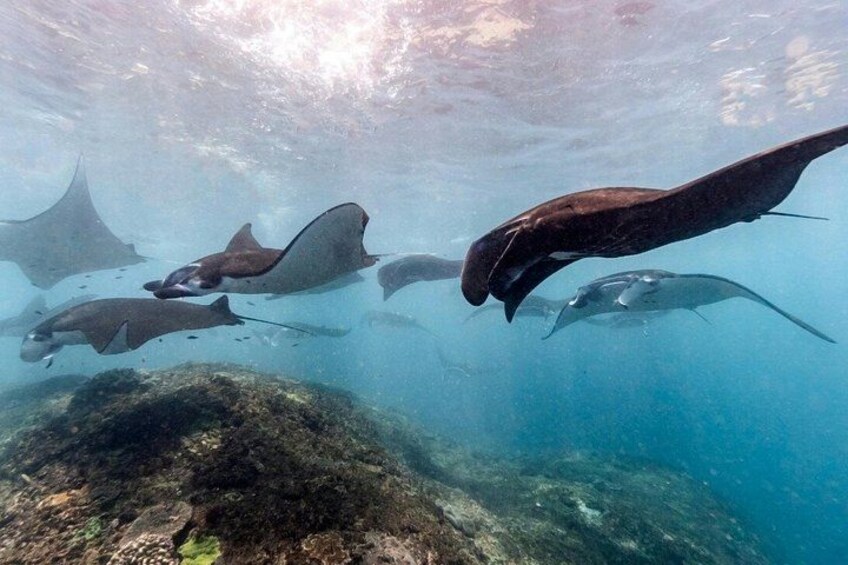A group of stingrays swimming underwater near a rocky seabed. 4