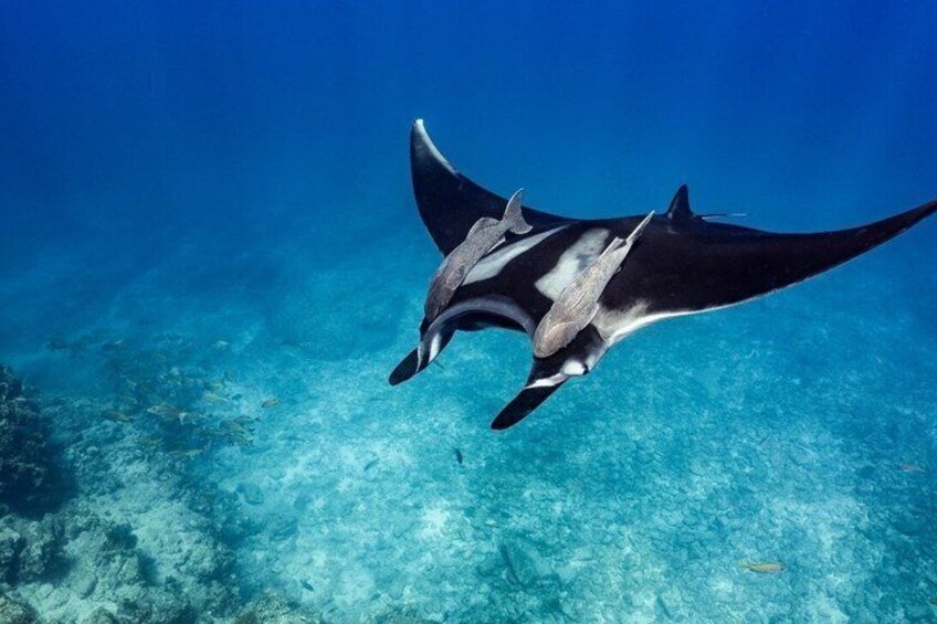 A manta ray swimming underwater. 5