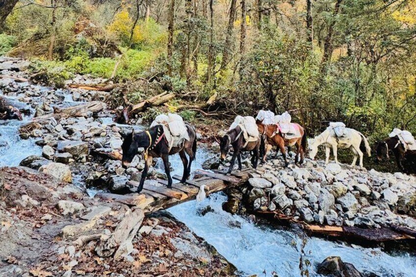 Langtang Valley Trek with Kyanjin Ri and Tsergo Ri 4