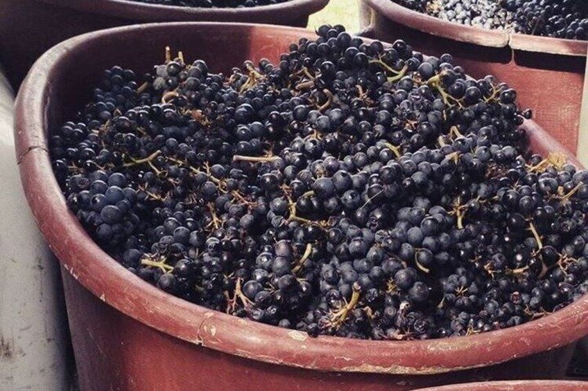 Beaujolais Wine Tasting Tour from Lyon 4