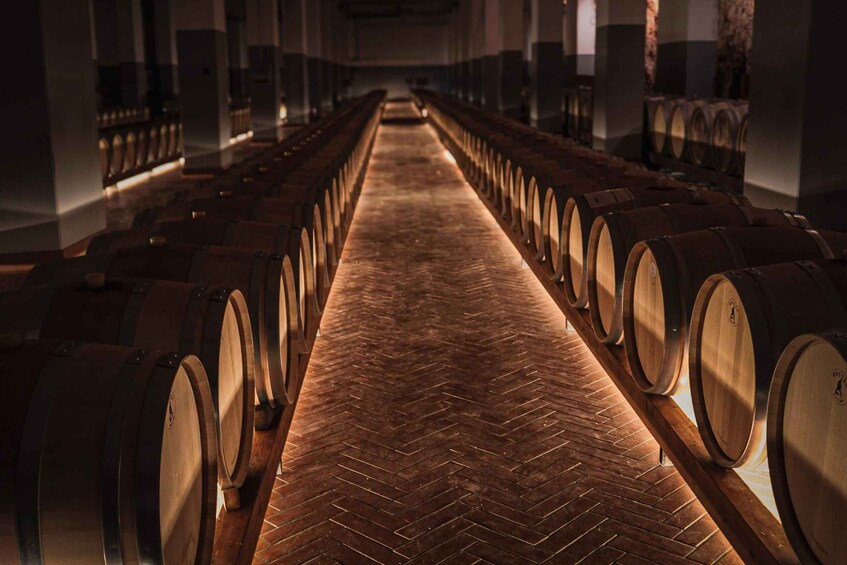 Picture 8 for Activity Valle d'Itria: Winery Tour and Classic Wine Tasting 5