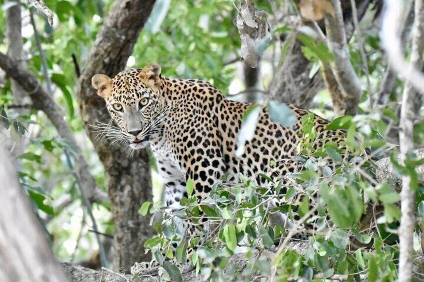 A leopard in a wooded area with dense foliage and trees. 4