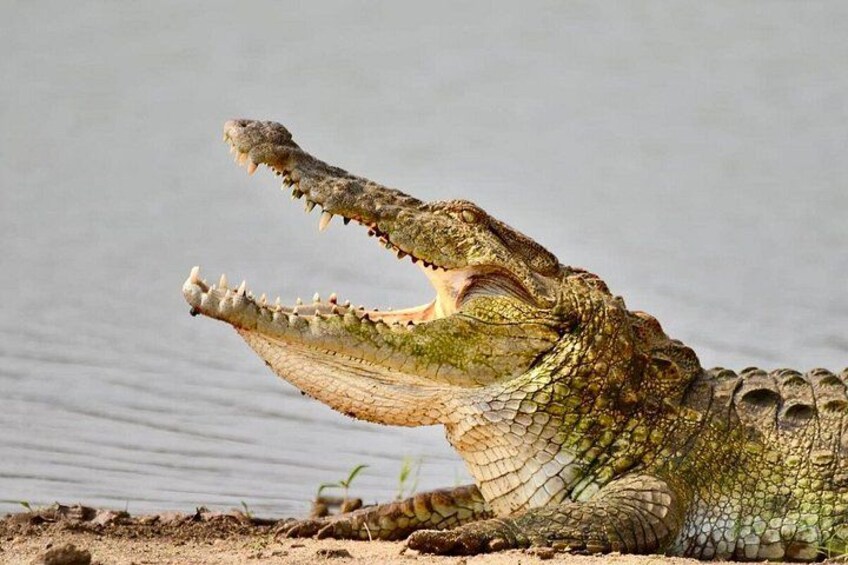 A crocodile with its mouth open, displaying its teeth. 5