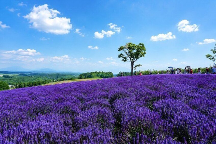 Campo de lavanda con cielo despejado y un único árbol a lo lejos. 5