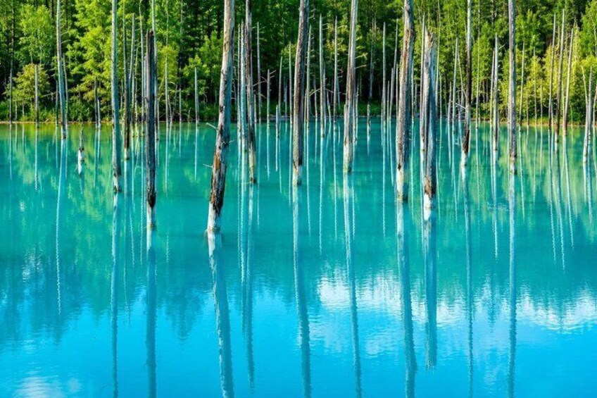 Un pantano con árboles altos y agua azul cristalina. 3