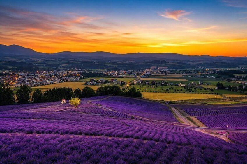 Campos de lavanda, una iglesia pequeña y un pueblo al fondo. 1