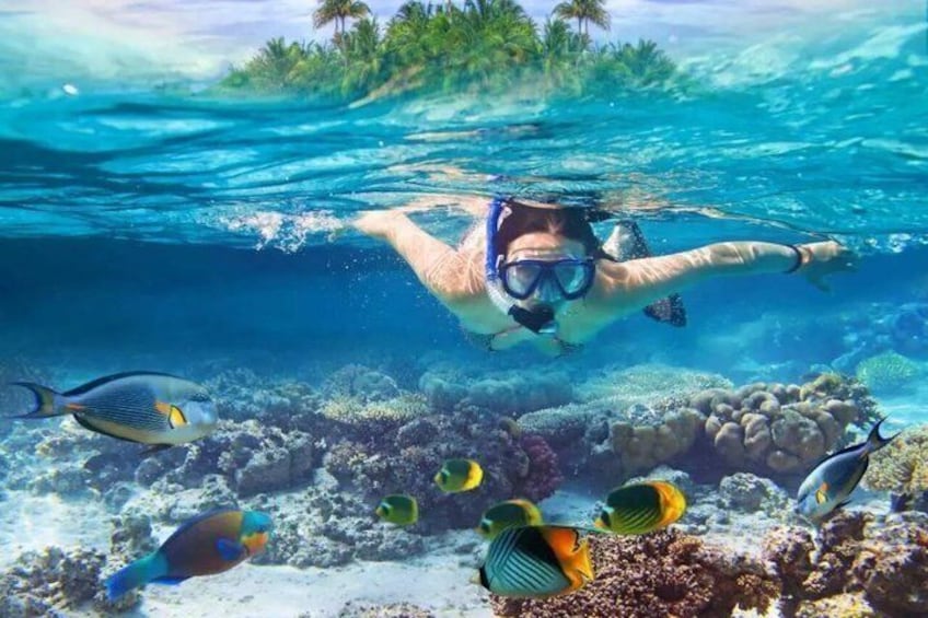 A person snorkeling underwater with tropical fish and coral reefs. 1