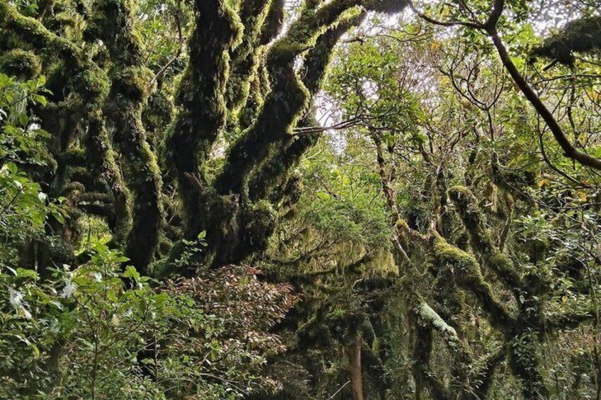 Sao Tome Pick Trekking 1
