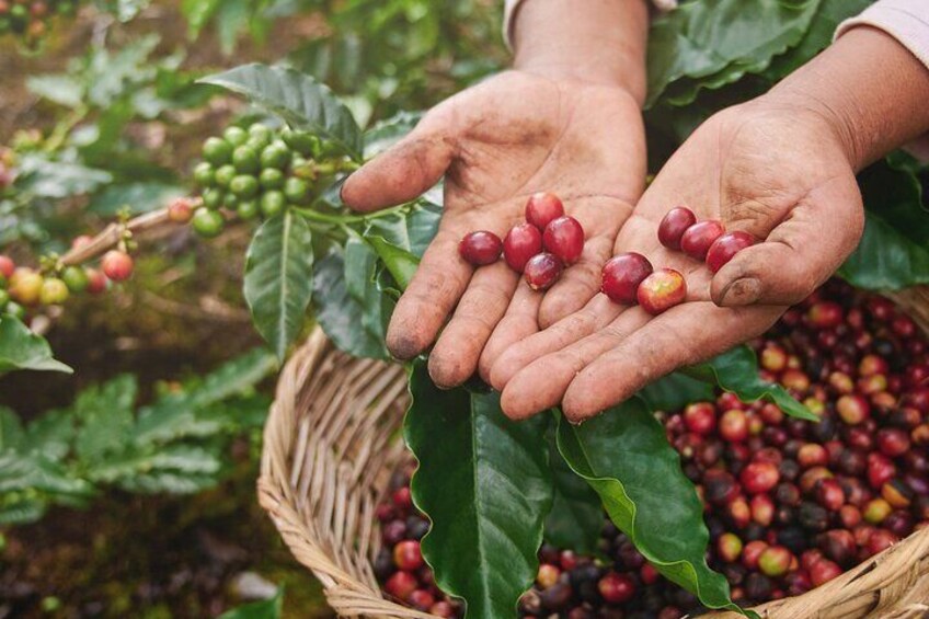 Pluma Hidalgo Coffee Farm Tour & Mountain Villages from Huatulco 5