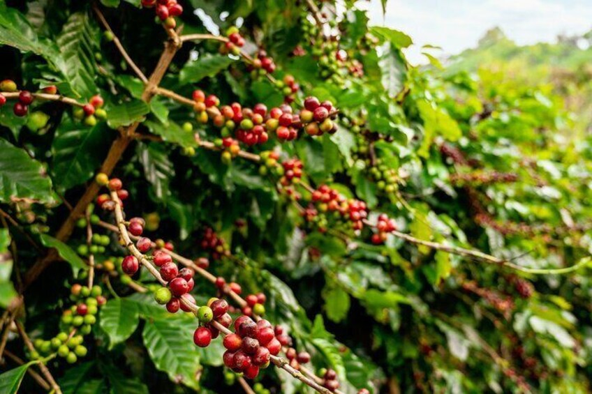 Pluma Hidalgo Coffee Farm Tour & Mountain Villages from Huatulco 3
