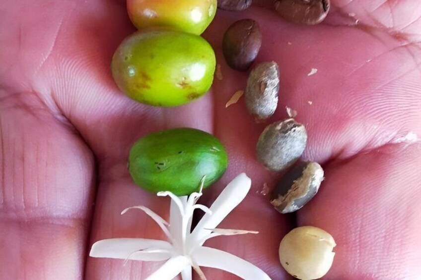Pluma Hidalgo Coffee Farm Tour & Mountain Villages from Huatulco 1