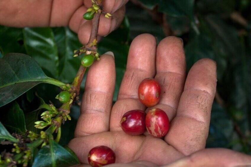 Pluma Hidalgo Coffee Farm Tour & Mountain Villages from Huatulco 2