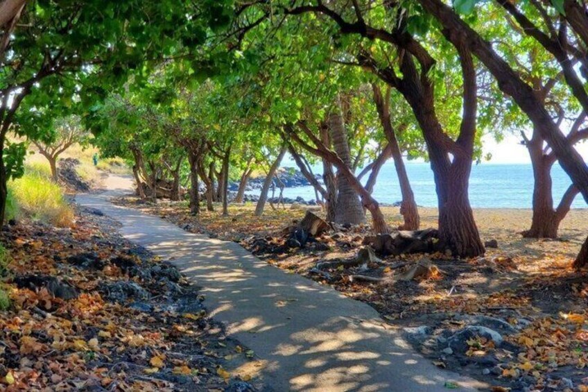A tree-lined path by the sea with fallen leaves and a clear sky. 1