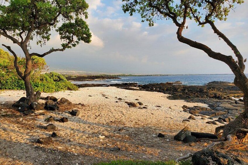 Una playa rocosa con vegetación escasa y un árbol en primer plano. 3