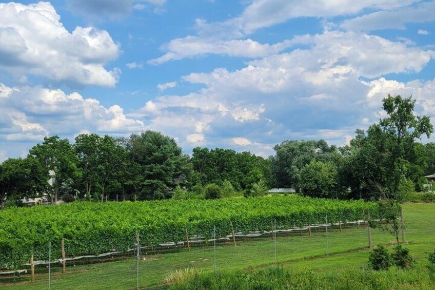 Interactive Winemaker's Tour at Evansburg Vineyards 2