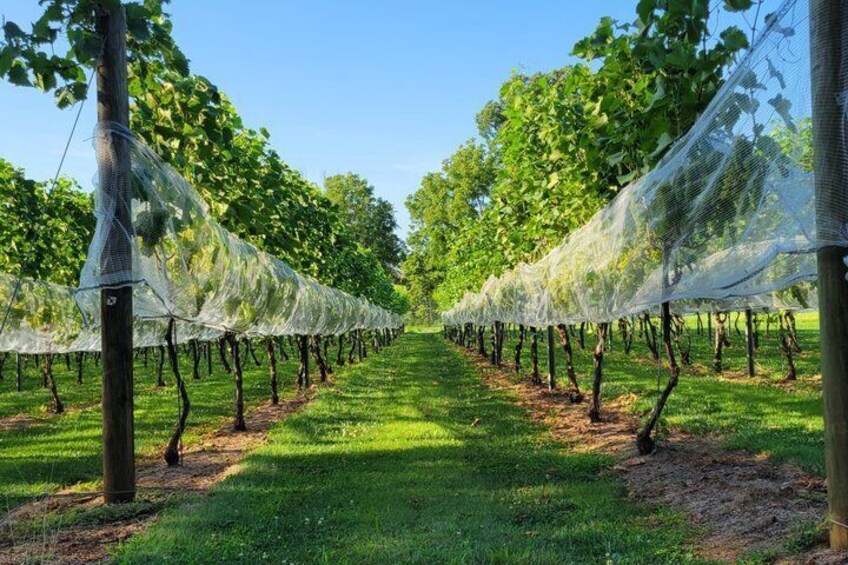 Interactive Winemaker's Tour at Evansburg Vineyards 3