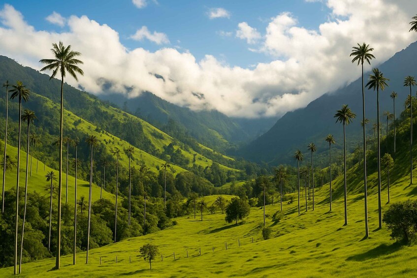 Picture 1 for Activity Salento: Hike through the Cocora Valley and its iconic wax palms 2