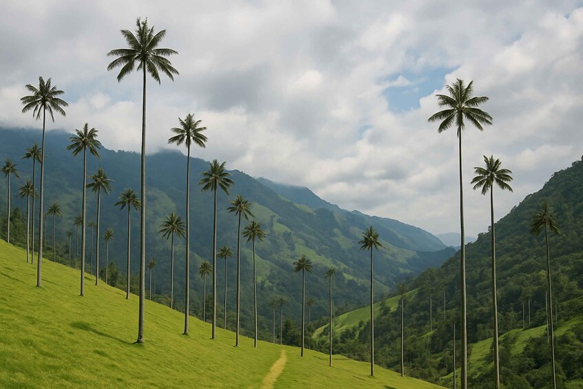 Salento: Hike through the Cocora Valley and its iconic wax palms 1