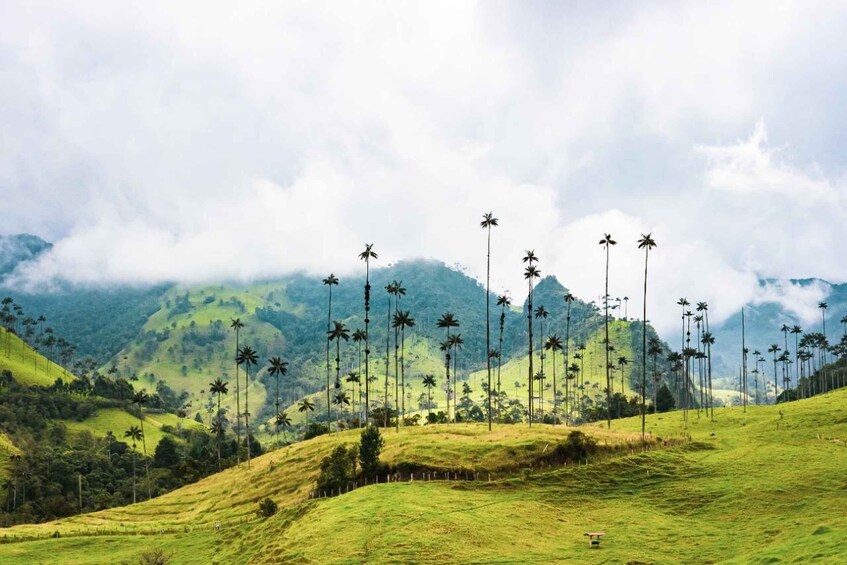 Picture 2 for Activity Salento: Hike through the Cocora Valley and its iconic wax palms 3