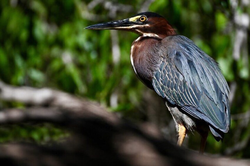 A bird with a long beak and brown and blue feathers perched on a branch. 4