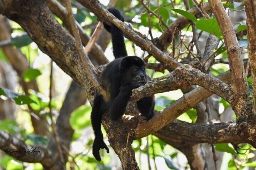 A gorilla climbing a tree in a forest. 5