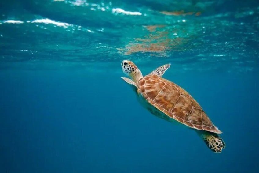 Paddle Board Experience in North Shore of Oahu 3