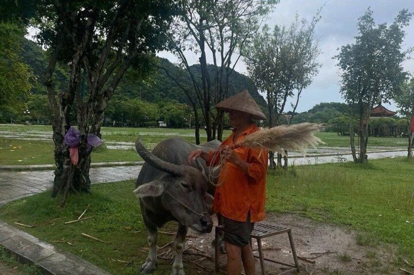 A person in traditional attire with a conical hat, standing next to a water buffalo on a grassy area with trees and a body of water in the background. 4