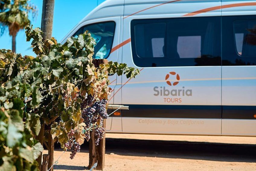 A white van with 'Sibaria Tours' branding parked near a vineyard. 1