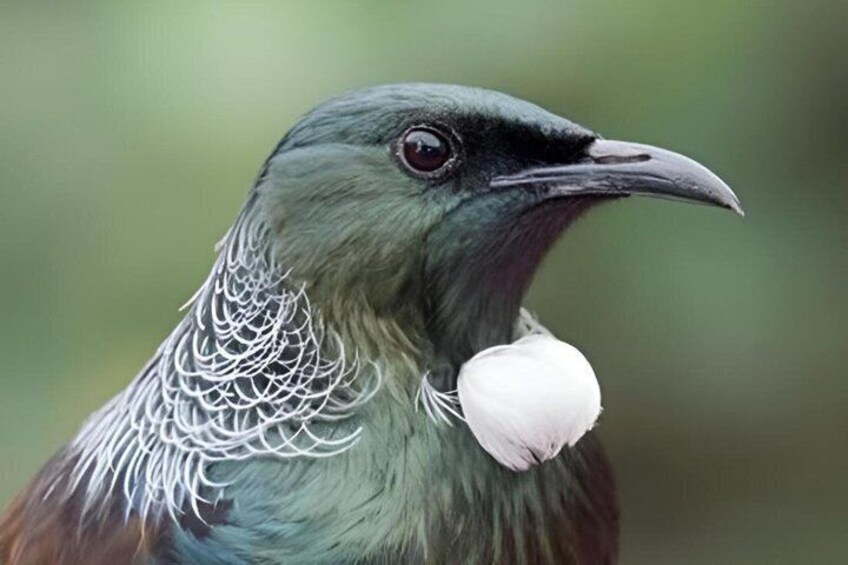 Tiritiri Matangi Island Private Tour 5