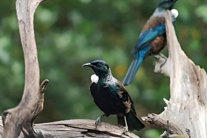 Tiritiri Matangi Island Private Tour 4