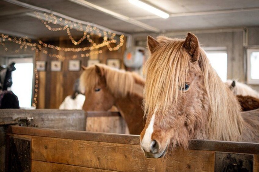 A stable interior with wooden walls and a horse visible in the foreground. 2