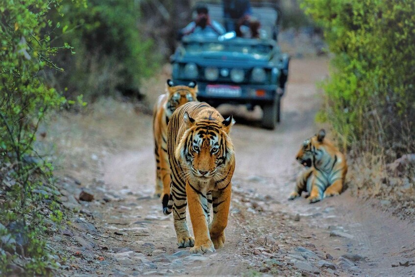 From Delhi: 2-Days Private Ranthambore Tiger Safari Tour 1
