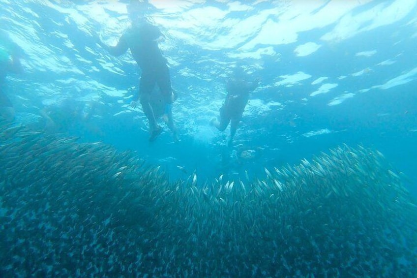 Two people scuba diving among a school of fish. 1