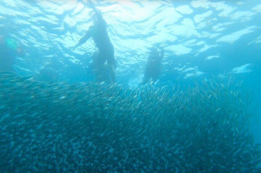 An underwater scene with divers and a school of fish. 4