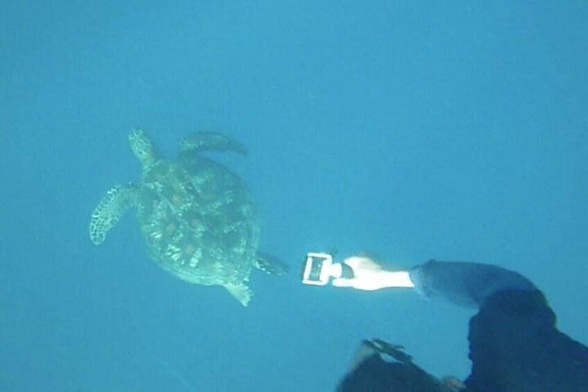 A diver with a camera, a sea turtle, and a rocky underwater landscape. 5