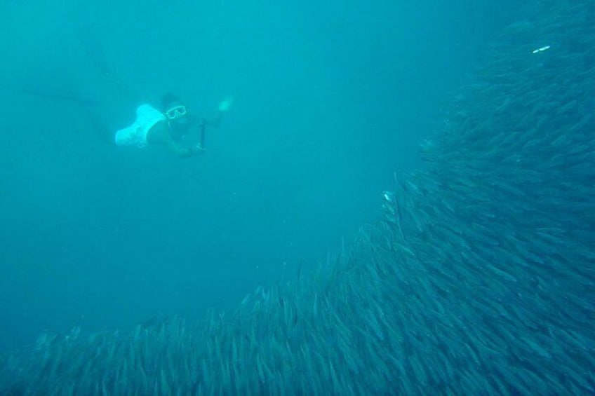 A diver underwater with a light source, surrounded by marine life. 3
