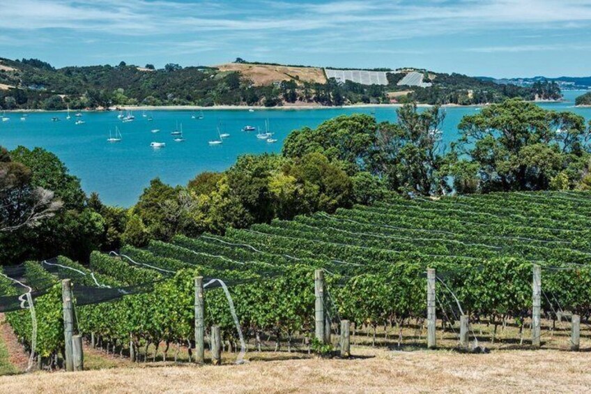 Waiheke Island Walking Private Tour 5