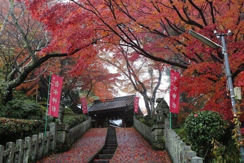 Mount Yoshino Cherry Blossom Private Day Tour from Osaka & Kyoto 4