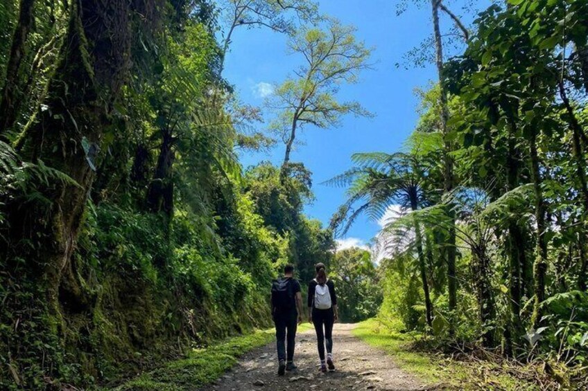 Cocora Valley 12 km Nature and Forest Hike 3