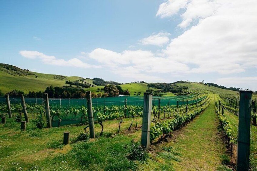 Waiheke Island Nature and Ceramics Private Tour 5