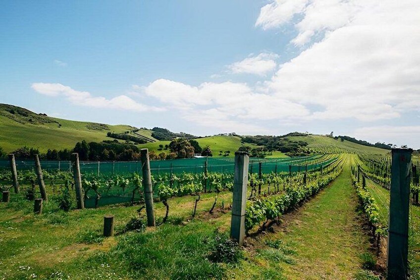 Waiheke Island Nature and Ceramics Private Tour 5