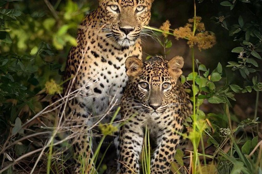 Two leopards in a natural setting with dense foliage and tall grasses. 1